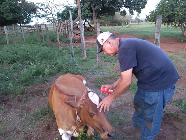Vereador Lorinho socorre pequeno assentado ao salvar vaca em perigo de morte
