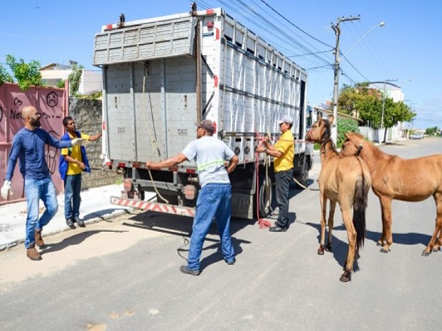 Castilho recolherá animais de médio e grande porte solto nas ruas e destiná-los a leilão ou para entidades
