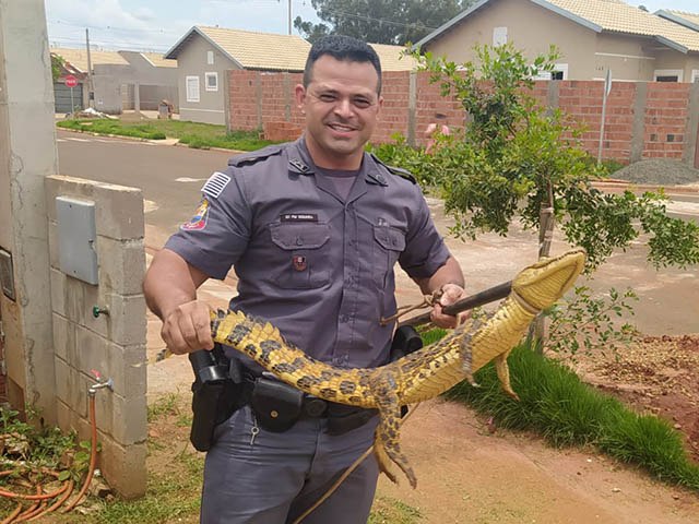 Pantanal Paulista  aqui: PM captura jacar em rea urbana de Castilho 