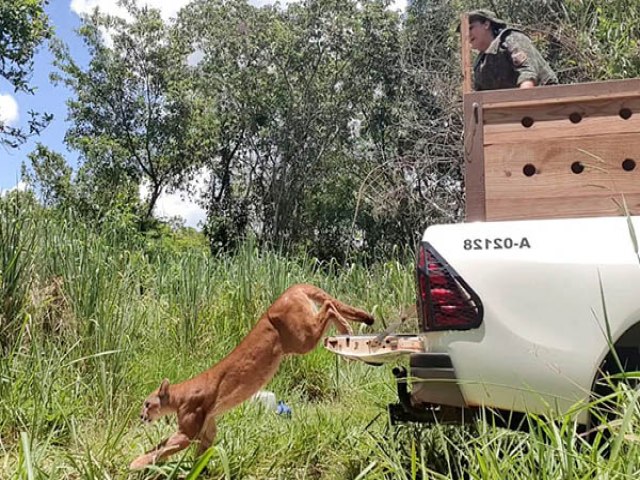 Polcia Ambiental solta ona em Nova Independncia