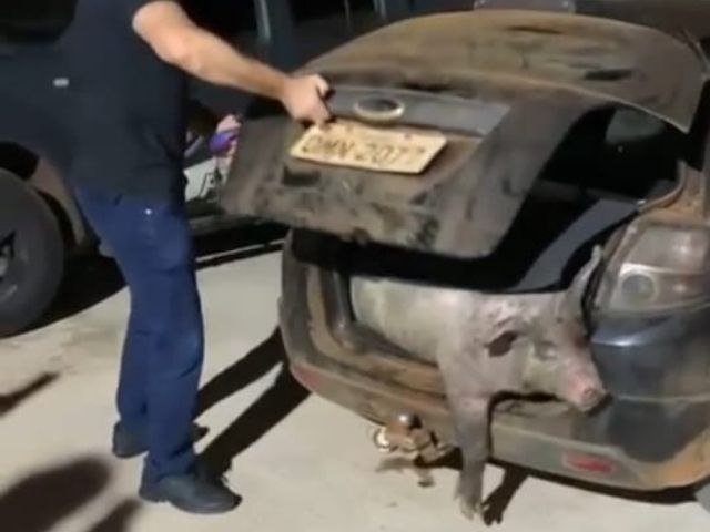 Homem  preso transportando porcos furtados no porta-malas de veculo em piracanjuba
