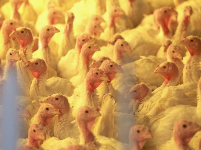 SC suspende eventos com aves como forma de preveno  Influenza Aviria