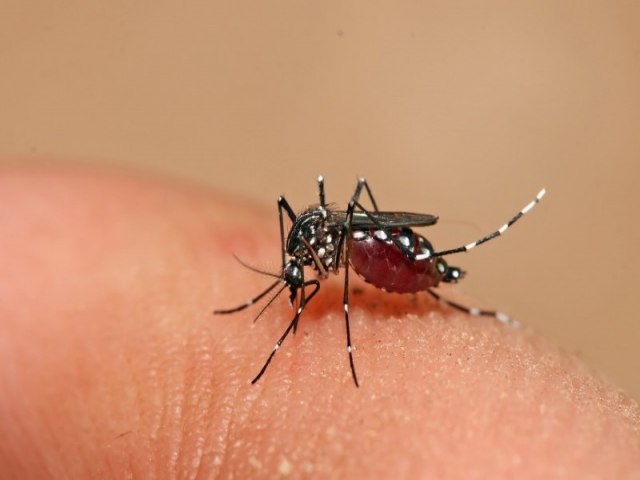 Dengue: dados apontam tendncia de queda, mas nmero de casos ainda preocupa