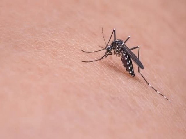 Casos de dengue e chikungunya alertam popula��o de Balne�rio Gaivota