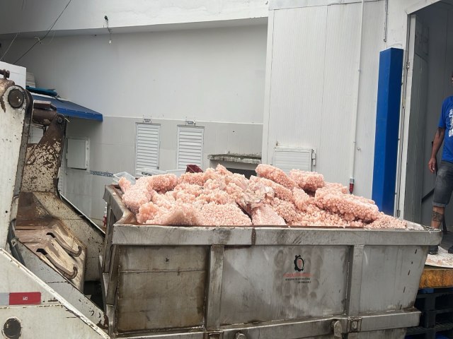 Fiscalizao apreende 15 toneladas de pescado imprprio ao consumo