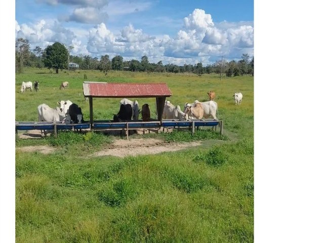 Terrenos para explorao agropecuria podem ter iseno do IPTU