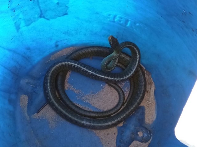Cobra  encontrada em motor de veculo em Sango