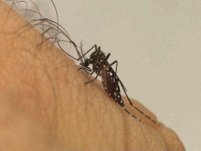 Maioria dos casos de dengue registrados em Tubaro tiveram transmisso dentro da cidade