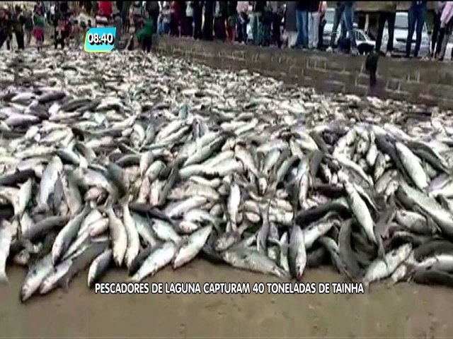 Amplia��o da cota da pesca da tainha � anunciada pelo  Governo Federal apenas no Norte de SC