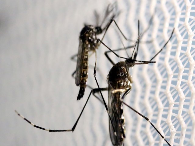 Agncia Brasil explica diferena entre pernilongo e mosquito da dengue