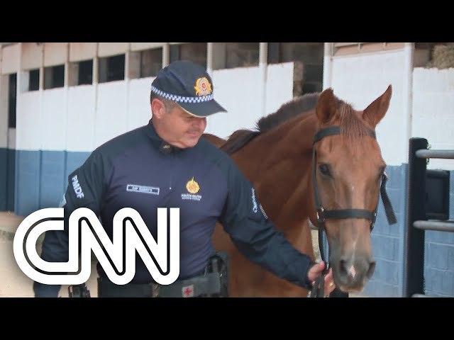 Drcula, cavalo da PM ferido nos ataques em Braslia, volta ao trabalho com cicatrizes