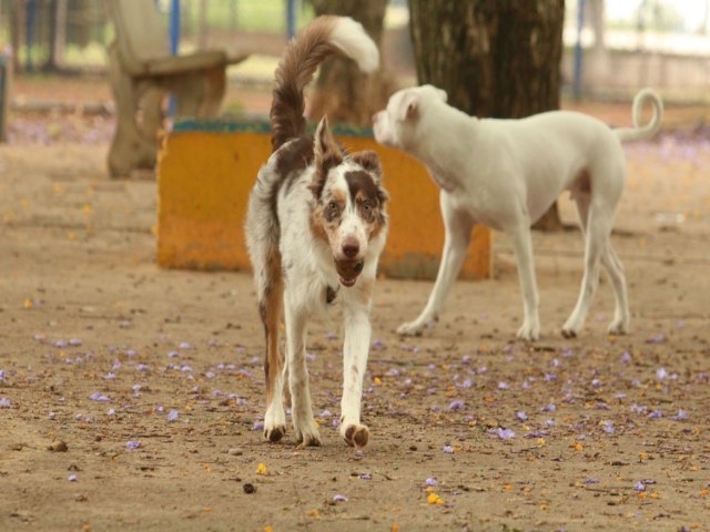 Governo Federal cria grupo de trabalho para proteo dos direitos animais