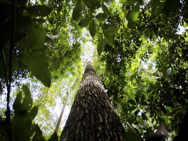 Brasil apresenta na COP proposta para manter florestas tropicais em p