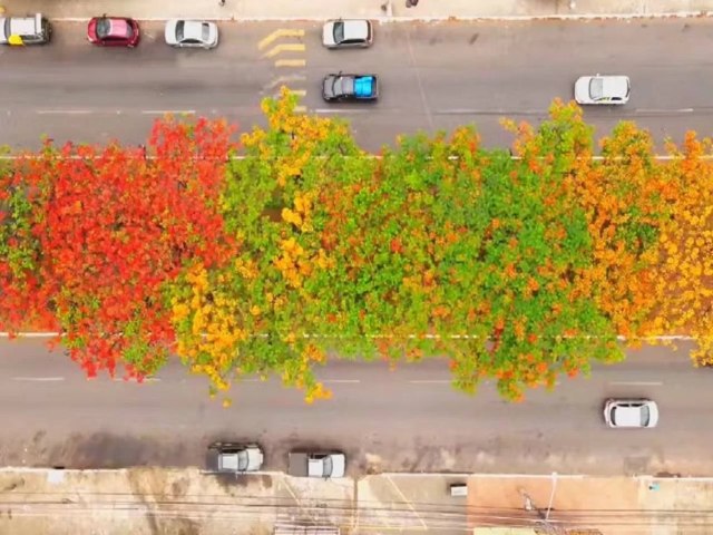 CONQUISTA: Goinia recebe ttulo de Cidade Arborizada do Mundo da ONU