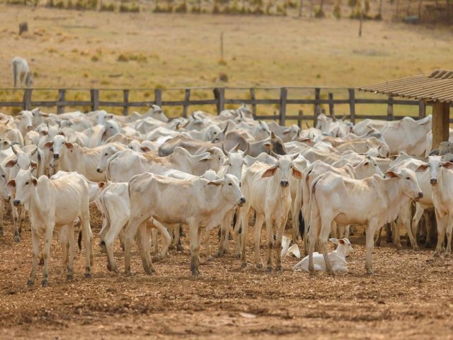 Piau avana mais uma fase rumo ao reconhecimento internacional como rea livre de febre aftosa sem vacinao