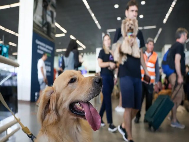 Convvio com animais traz benefcios  sade fsica e mental do tutor, diz estudo