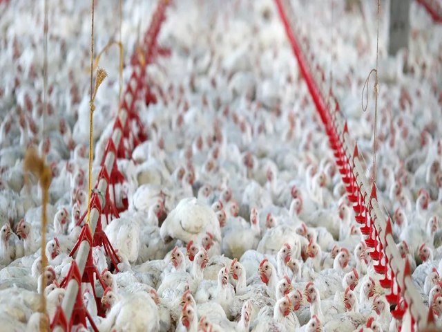 Produtores brasileiros de carnes de frango e porco projetam recordes em 2024