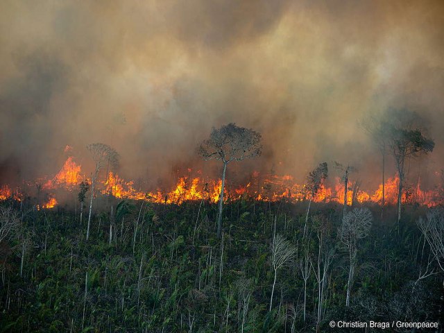 TRAGDIA: Amaznia tem 2,5 milhes de hectares queimados em agosto