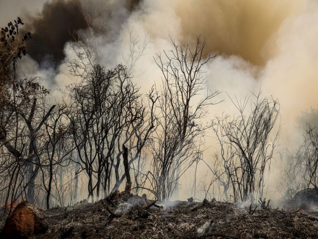 ICMBio suspeita de incndio criminoso na Floresta Nacional de Braslia