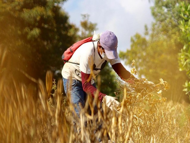 Dia do Campo