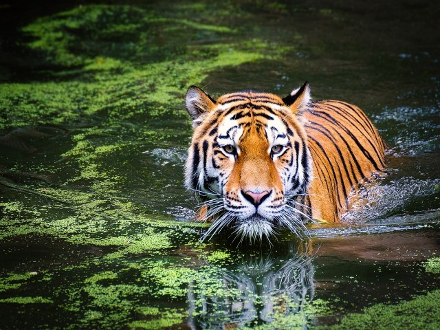 Preservao de tigres na ndia ajuda a combater mudanas climticas, afirma estudo