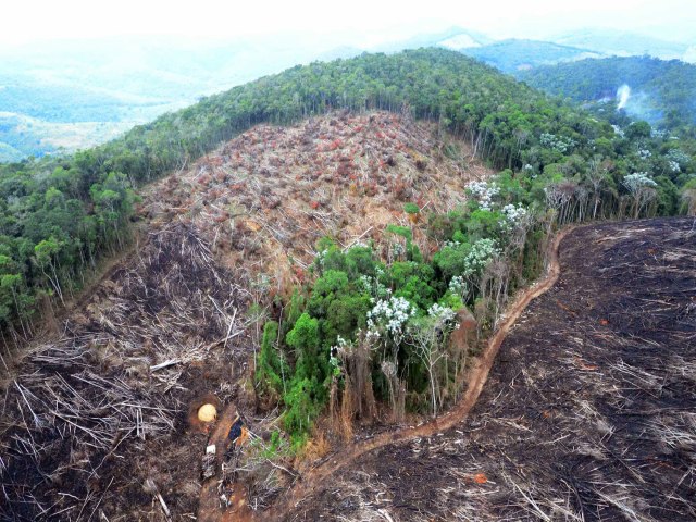 Crime organizado financia desmatamento da mata atlntica na zona sul de SP