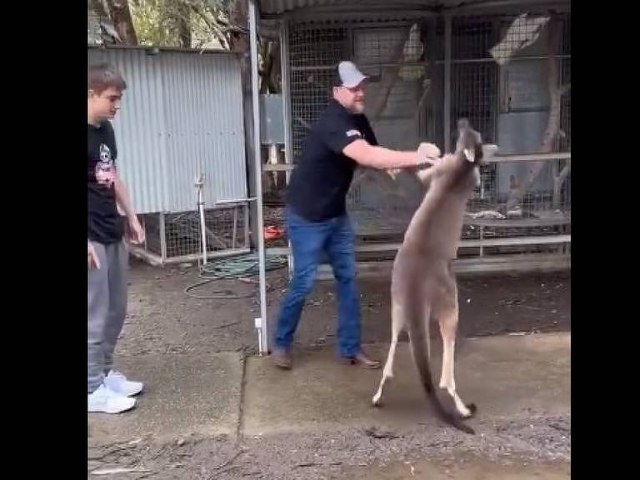 Turista 'briga' com canguru na Austrlia; assista ao vdeo