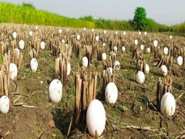 O fazendeiro encontra centenas de ovos estranhos em suas plantaes  mas quando eles eclodem, ele comea a chorar