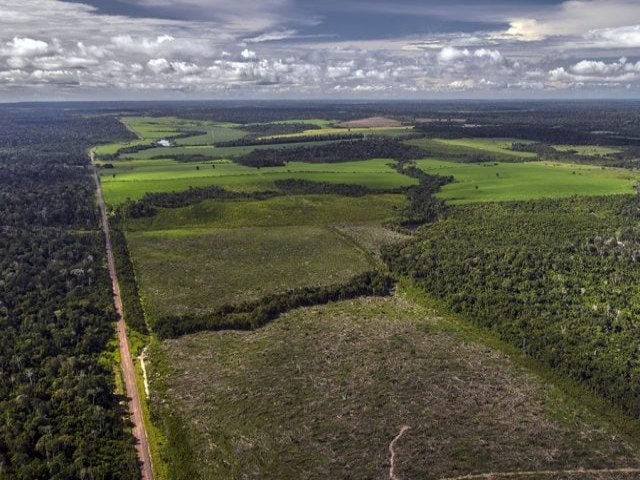 Amaznia: reas de terra firme so pouco conhecidas pela cincia