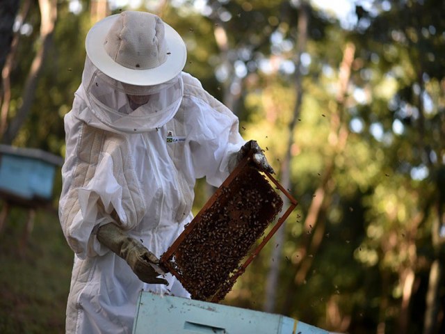 Lei cria plano nacional para incentivar criao de abelhas e produo de mel