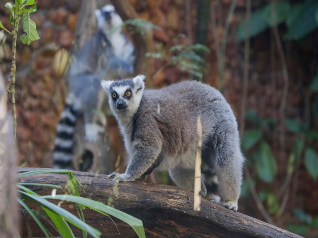 Zoolgico de Braslia adota medidas para o bem-estar de animais no inverno