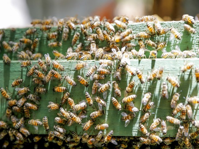 poca de seca traz aumento nos ataques de abelhas. Saiba como evitar acidentes