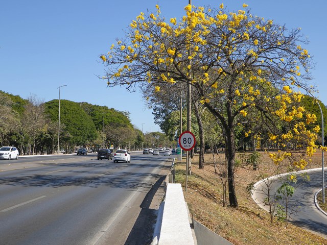 Temporada de florao dos ips-amarelos colore as ruas do Distrito Federal