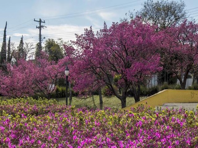 Quinta  o Dia da rvore