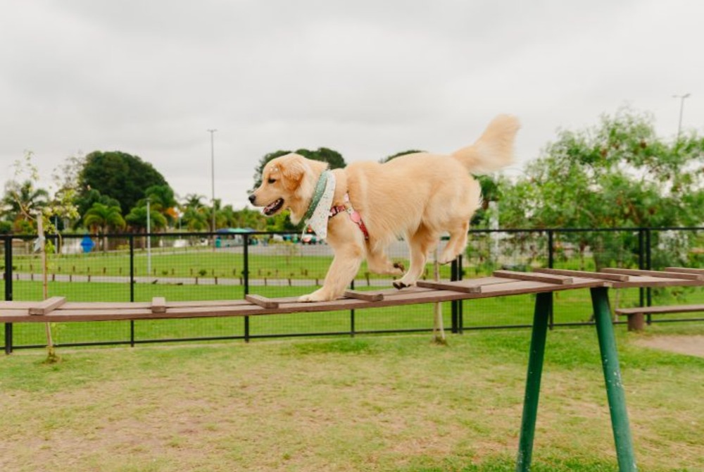 Patinhas no Parque ter� servi�os gratuitos para pets neste s�bado (30) em S�o Jos� dos Pinhais