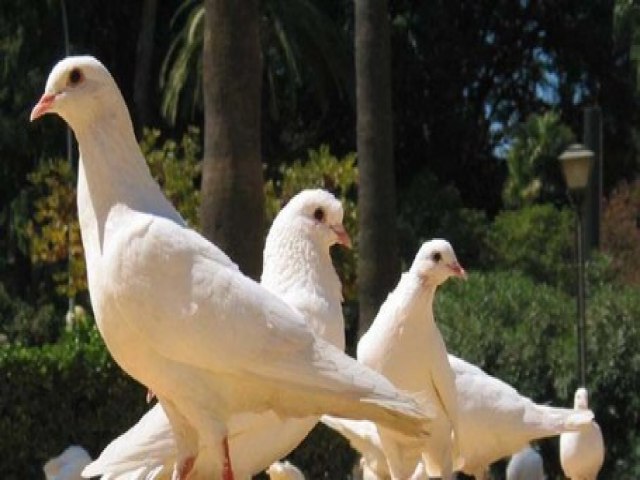 �Cu�l es el secreto de la orientaci�n de las palomas? La respuesta est� en el h�gado