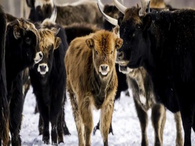 O experimento na Holanda que transformou santu�rio de animais em campo de exterm�nio