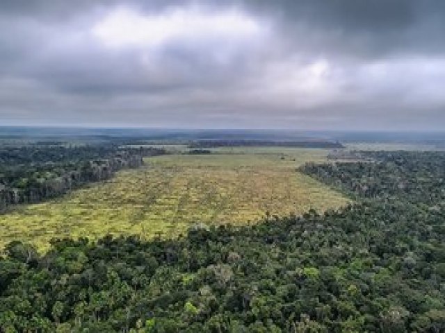 Desmatamento na Amaznia registrou maior queda do ano em novembro; Tocantins est na contramo