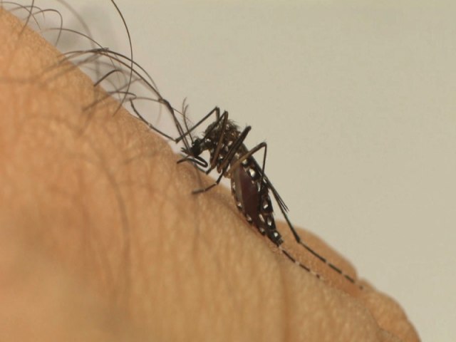 Dengue: saiba como identificar os sintomas e prevenir a doena