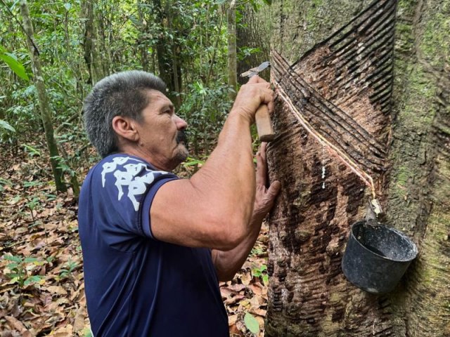 'O seringueiro  o melhor guarda florestal': o novo ciclo de borracha nativa que est ajudando a preservar a Amaznia