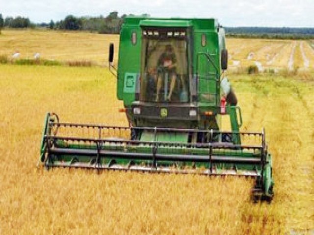 Produo de arroz irrigado no Tocantins aumenta em 11,7%