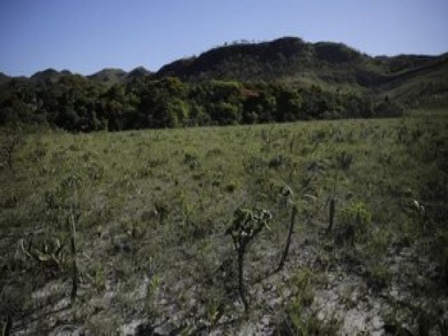 Mais da metade de toda a rea desmatada no Brasil em 2023 est localizada no Cerrado; Tocantins  3 em ranking