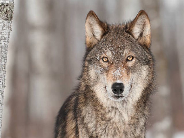 Populao de lobos na Europa divide produtores rurais e defensores de 'criaturas mticas'; Entenda