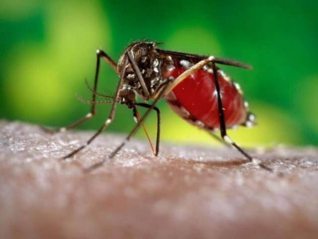 Mais de 1,4 mil casos de Dengue foram registrados em 15 dias no ES