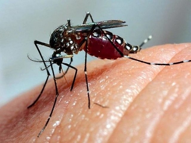 MAIS DE 1,6 MIL MORTES CONFIRMADAS POR DENGUE NO BRASIL