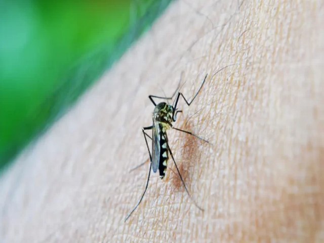 Casos de dengue em gestantes aumentam 345% em 2024; Brasil ultrapassa 1 milho de casos e acende alerta para doena