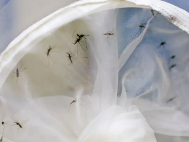Brasil tem 391 mortes por dengue; DF e sete estados decretam emergncia