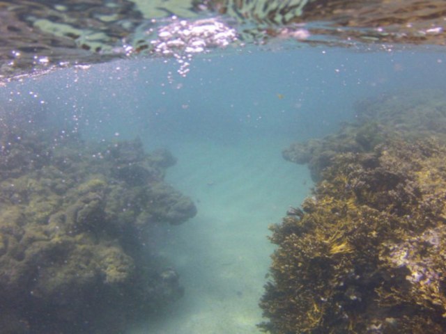 Branqueamento de corais avana no Nordeste, mostra pesquisa   