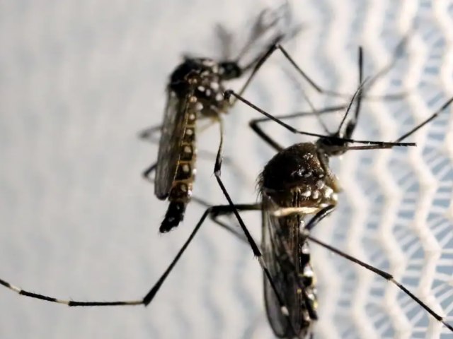 Casos de dengue explodem, mas adeso  vacina continua abaixo do esperado pelo Ministrio da Sade