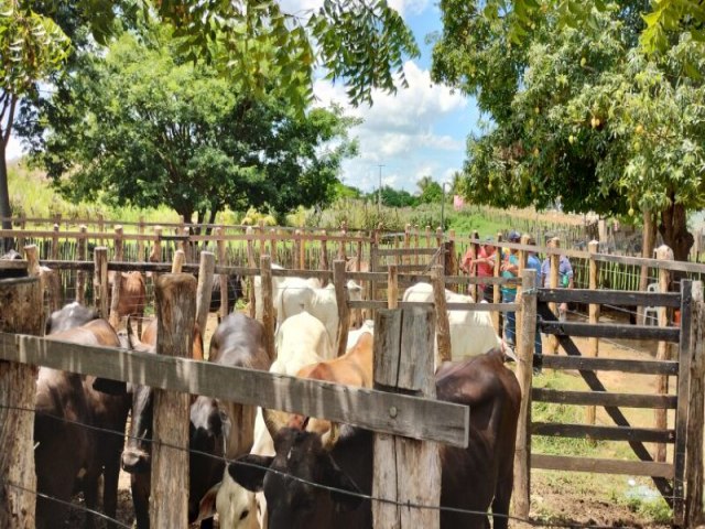 Vrzea Alegre : Riacho Verde realiza 2 Feira Agropecuria com sucesso